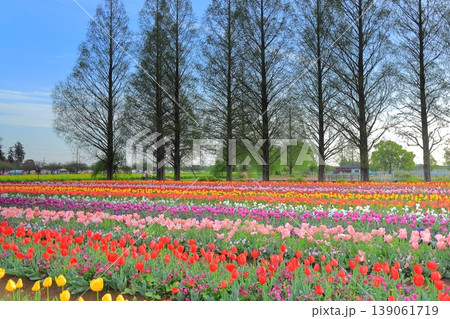 あけぼの山農業公園の夜明け チューリップ畑 あけぼの山農業公園の夜明け チューリップ畑 139061719