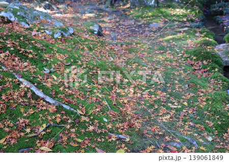 Moss covered stones and maple at Former Chikurin Temple Nov 27 2025 Moss covered stones and maple at Former Chikurin Temple Nov 27 2025 139061849