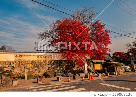 Brilliant Autumn Maple Leaves in Sakamoto Shiga Japan Nov 27 2025 139062120