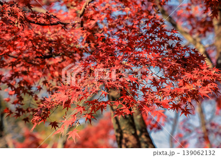 Vibrant Red Maple Leaves in Japanese Autumn Landscape Nov 27 2025 139062132