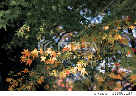 Golden Yellow Maple Leaves in Stunning Autumn Landscape Nov 27 2025 139062134
