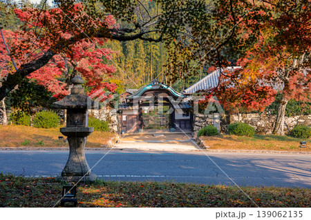 Brilliant Autumn Maple Leaves in Sakamoto Shiga Japan Nov 27 2025 139062135