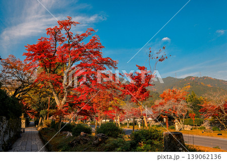 Brilliant Autumn Maple Leaves in Sakamoto Shiga Japan Nov 27 2025 Brilliant Autumn Maple Leaves in Sakamoto Shiga Japan Nov 27 2025 139062136