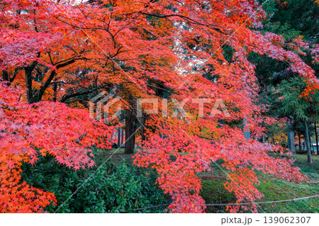 Red Maple At Nanzenji Temple Kyoto Japan Autumn Nov 26 2025 139062307