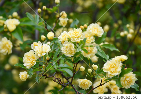 キモッコウバラ　Yellow Banksia Rose 139062350