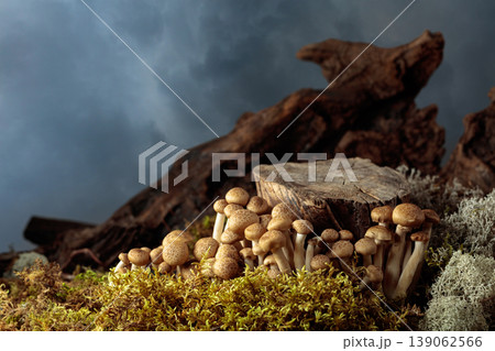 Fresh shimeji mushrooms in forest. 139062566