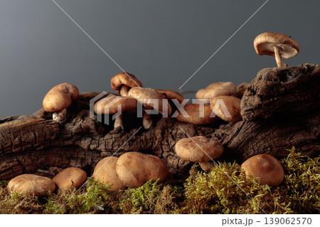 Fresh shiitake mushrooms in forest. 139062570