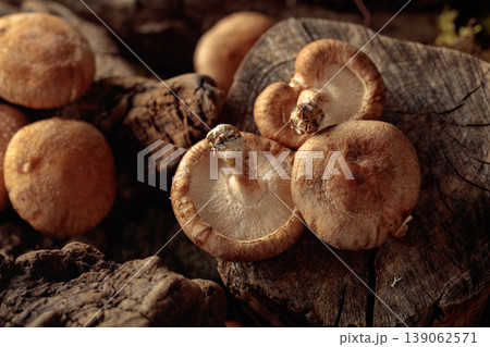 Fresh shiitake mushrooms in forest. Fresh shiitake mushrooms in forest. 139062571