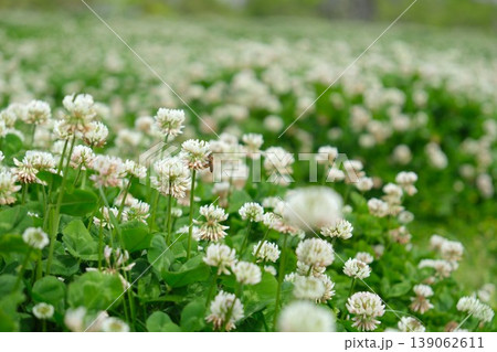 一面に咲くシロツメクサと蜜を集める蜜蜂 139062611