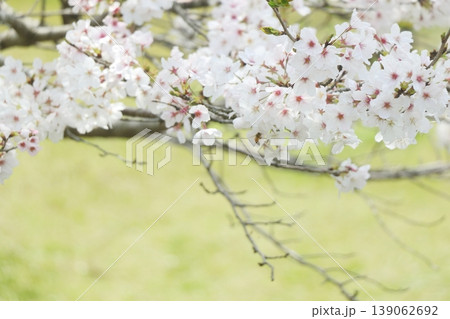 桜のある風景 桜のある風景 139062692