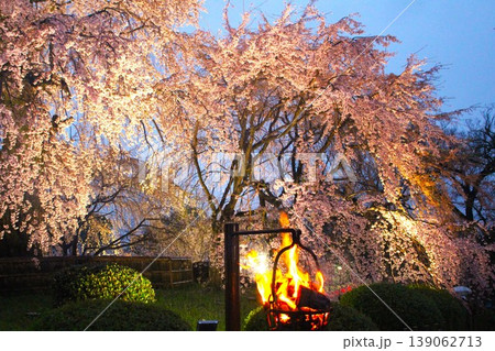 かがり火に燃える夜桜の絶景 139062713