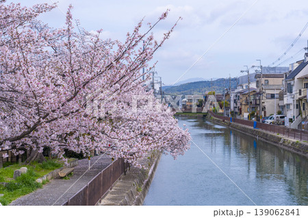伏見インクライン跡周辺　桜景色 139062841