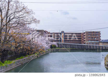 伏見インクライン跡周辺　桜景色 139062843