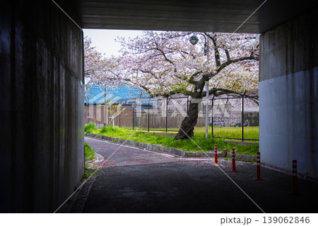 伏見インクライン跡 桜景色 伏見インクライン跡 桜景色 139062846