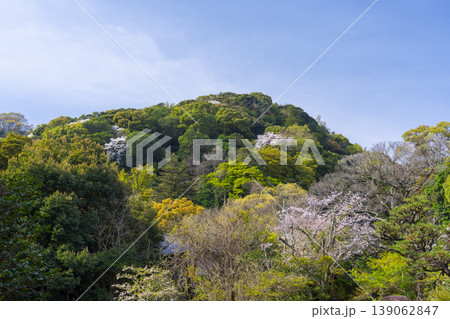 京都八幡市　男山と桜 139062847
