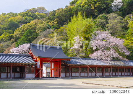 石清水八幡宮の頓宮 回廊と桜 石清水八幡宮の頓宮 回廊と桜 139062848