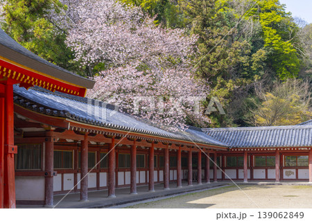石清水八幡宮の頓宮　回廊と桜 139062849