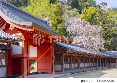 石清水八幡宮の頓宮 回廊と桜 石清水八幡宮の頓宮 回廊と桜 139062850