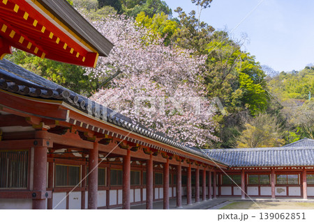 石清水八幡宮の頓宮 回廊と桜 石清水八幡宮の頓宮 回廊と桜 139062851