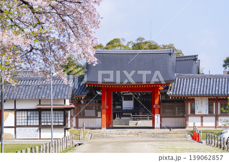 石清水八幡宮の頓宮 南門と桜 石清水八幡宮の頓宮 南門と桜 139062857