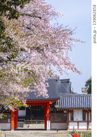 石清水八幡宮の頓宮　南門と桜 139062858