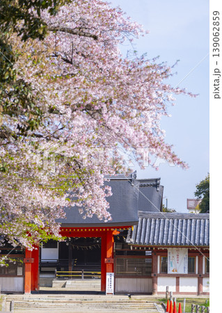 石清水八幡宮の頓宮　南門と桜 139062859