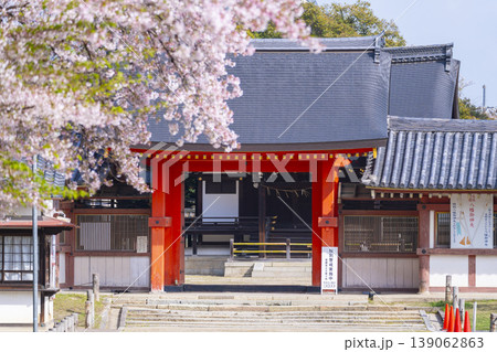 石清水八幡宮の頓宮　南門と桜 139062863