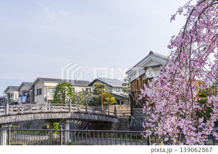 京都 八幡市 安居橋と桜 京都 八幡市 安居橋と桜 139062867