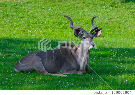 tragelaphus strepsiceros lying on the green grass 139062904