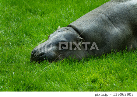 hippopotamus resting on green grass 139062905