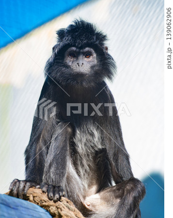Portrait of a black tropical monkey on a blurred background 139062906