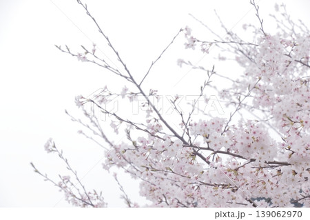 空に伸びる桜の枝 空に伸びる桜の枝 139062970