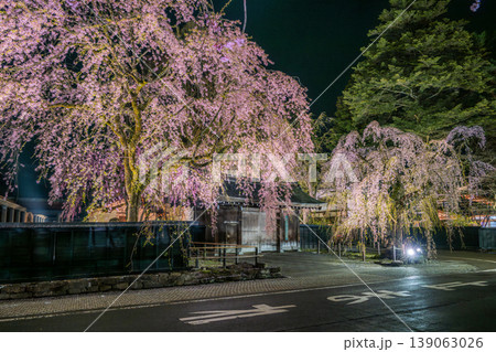 秋田・武家屋敷通り 角館樺細工伝承館の門前に咲き誇る幻想的なしだれ桜のライトアップ 139063026