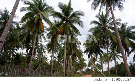 Sunny Day at Siangau Beach with Rocks and Palms 139063154