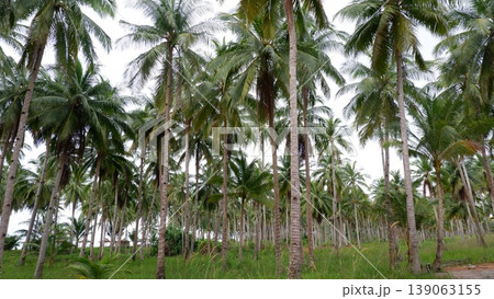 Giant Granite Boulders and Coconut Trees at Siangau Beach Giant Granite Boulders and Coconut Trees at Siangau Beach 139063155