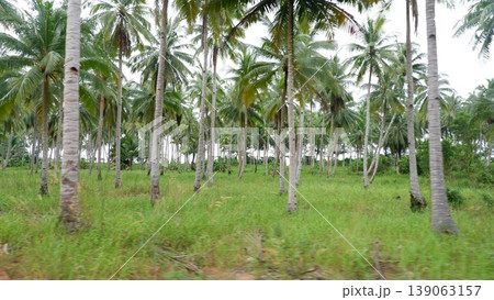 Tropical Palm Grove Behind Massive Granite Boulders Tropical Palm Grove Behind Massive Granite Boulders 139063157