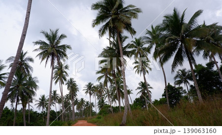 Lush Green Palms and Granite Formations at Siangau Shore Lush Green Palms and Granite Formations at Siangau Shore 139063160