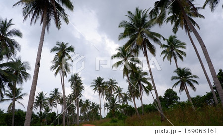 Tropical Coastline Panorama with Granite Rocks and Palms 139063161