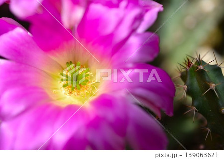 ピンクのダリアの花が咲いています 139063621