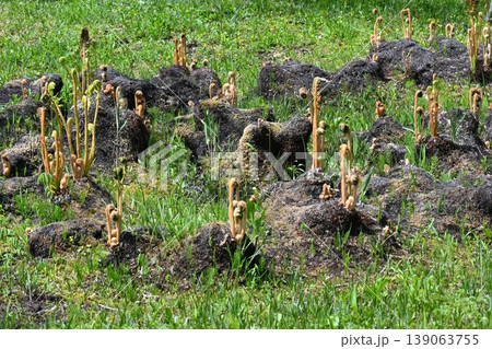ヤマドリゼンマイ・山鳥薇・山取り薇 139063755