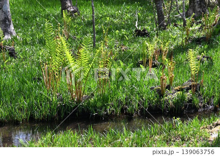 ヤマドリゼンマイ・山鳥薇・山取り薇 139063756