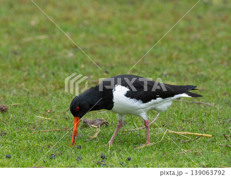 Eurasian Oystercatcher Standing on Grass Eurasian Oystercatcher Standing on Grass 139063792