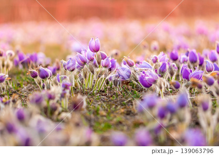 Greater pasque flowers (Pulsatilla grandis) with water drops, nature reserve in "Kamenny vrch - Koniklecova louka", Brno City, Czech republic, Europe. Sunny March day after rain. Beauty spring flower. Greater pasque flowers (Pulsatilla grandis) with water drops, nature reserve in "Kamenny vrch - Koniklecova louka", Brno City, Czech republic, Europe. Sunny March day after rain. Beauty spring flower. 139063796