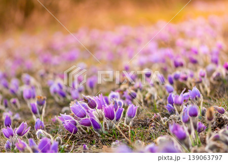 Greater pasque flowers (Pulsatilla grandis) with water drops, nature reserve in "Kamenny vrch - Koniklecova louka", Brno City, Czech republic, Europe. Sunny March day after rain. Beauty spring flower. Greater pasque flowers (Pulsatilla grandis) with water drops, nature reserve in "Kamenny vrch - Koniklecova louka", Brno City, Czech republic, Europe. Sunny March day after rain. Beauty spring flower. 139063797