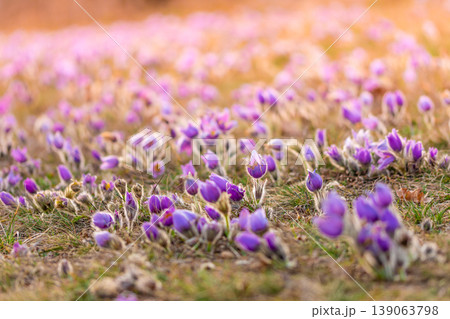 Greater pasque flowers (Pulsatilla grandis) with water drops, nature reserve in "Kamenny vrch - Koniklecova louka", Brno City, Czech republic, Europe. Sunny March day after rain. Beauty spring flower. Greater pasque flowers (Pulsatilla grandis) with water drops, nature reserve in "Kamenny vrch - Koniklecova louka", Brno City, Czech republic, Europe. Sunny March day after rain. Beauty spring flower. 139063798