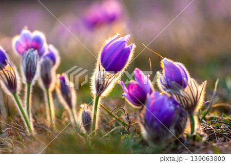 Greater pasque flowers (Pulsatilla grandis) with water drops, nature reserve in "Kamenny vrch - Koniklecova louka", Brno City, Czech republic, Europe. Sunny March day after rain. Beauty spring flower. Greater pasque flowers (Pulsatilla grandis) with water drops, nature reserve in "Kamenny vrch - Koniklecova louka", Brno City, Czech republic, Europe. Sunny March day after rain. Beauty spring flower. 139063800
