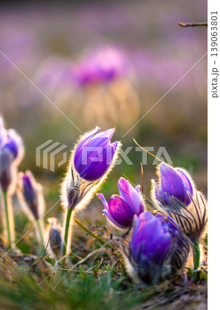 Greater pasque flowers (Pulsatilla grandis) with water drops, nature reserve in "Kamenny vrch - Koniklecova louka", Brno City, Czech republic, Europe. Sunny March day after rain. Beauty spring flower. Greater pasque flowers (Pulsatilla grandis) with water drops, nature reserve in "Kamenny vrch - Koniklecova louka", Brno City, Czech republic, Europe. Sunny March day after rain. Beauty spring flower. 139063801