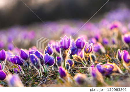 Greater pasque flowers (Pulsatilla grandis) with water drops, nature reserve in "Kamenny vrch - Koniklecova louka", Brno City, Czech republic, Europe. Sunny March day after rain. Beauty spring flower. Greater pasque flowers (Pulsatilla grandis) with water drops, nature reserve in "Kamenny vrch - Koniklecova louka", Brno City, Czech republic, Europe. Sunny March day after rain. Beauty spring flower. 139063802