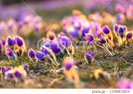 Greater pasque flowers (Pulsatilla grandis) with water drops, nature reserve in "Kamenny vrch - Koniklecova louka", Brno City, Czech republic, Europe. Sunny March day after rain. Beauty spring flower. Greater pasque flowers (Pulsatilla grandis) with water drops, nature reserve in "Kamenny vrch - Koniklecova louka", Brno City, Czech republic, Europe. Sunny March day after rain. Beauty spring flower. 139063803