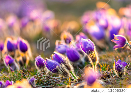 Greater pasque flowers (Pulsatilla grandis) with water drops, nature reserve in "Kamenny vrch - Koniklecova louka", Brno City, Czech republic, Europe. Sunny March day after rain. Beauty spring flower. Greater pasque flowers (Pulsatilla grandis) with water drops, nature reserve in "Kamenny vrch - Koniklecova louka", Brno City, Czech republic, Europe. Sunny March day after rain. Beauty spring flower. 139063804